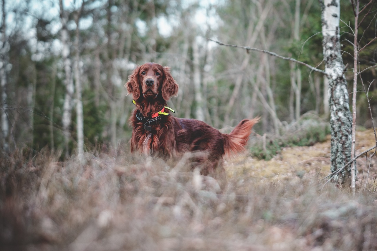 erfahren sie, wie sie ihren hund effektiv trainieren können! unsere umfassenden tipps und methoden helfen ihnen, eine enge bindung zu ihrem vierbeinigen freund aufzubauen und gutes benehmen zu fördern.