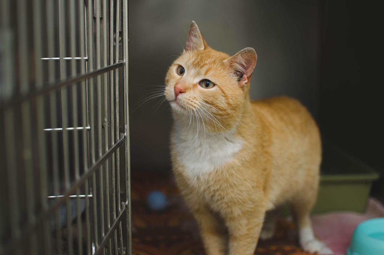 entdecken sie die besten tipps für tierarztbesuche, um die gesundheit ihres haustieres zu gewährleisten. erfahren sie, wie sie ihren tierarztbesuch stressfrei gestalten und welche wichtigen fragen sie stellen sollten.