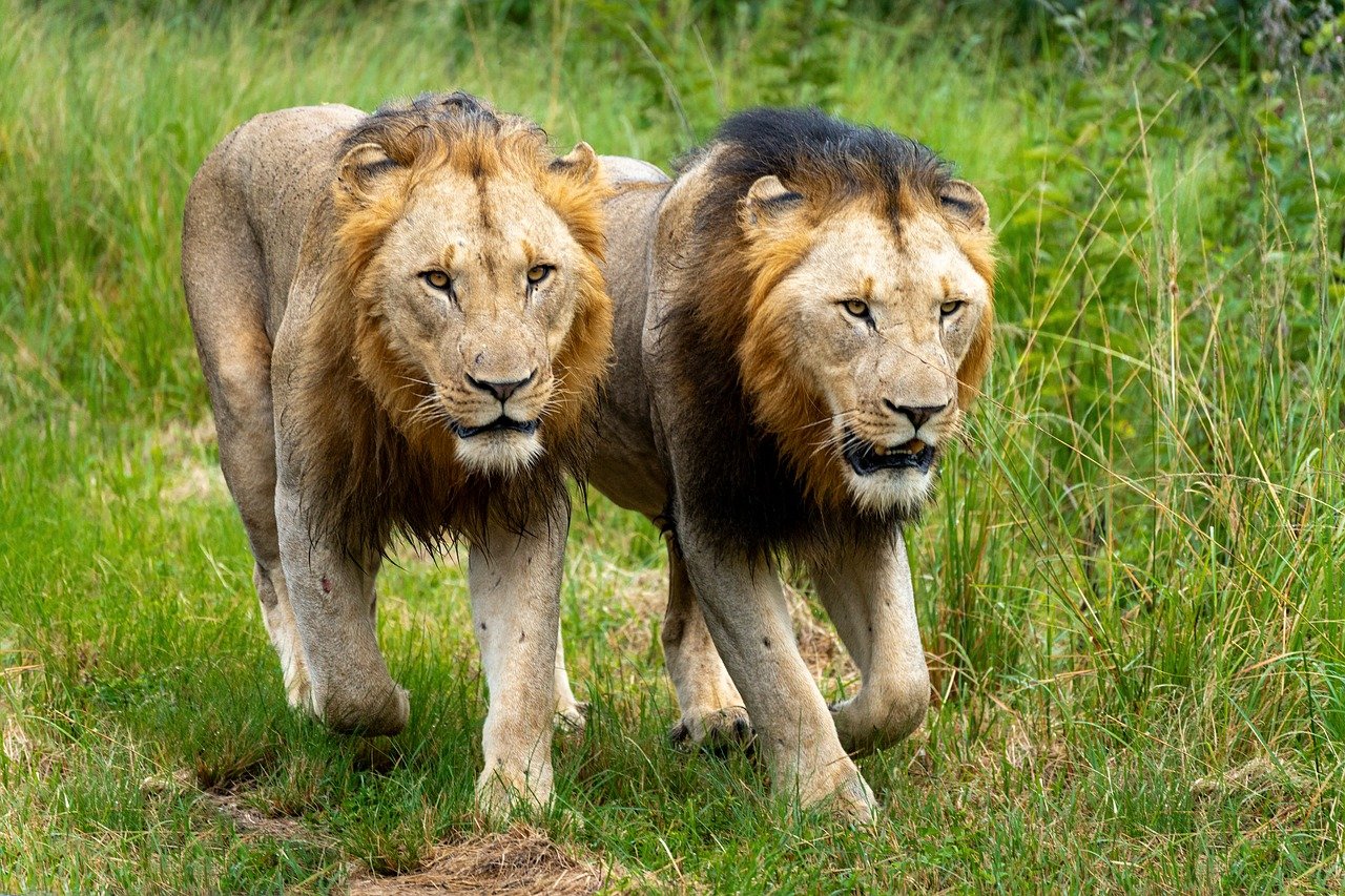 entdecken sie die faszinierende welt des tierverhaltens! von den instinkten bis zu den sozialen interaktionen – lernen sie, wie tiere denken und handeln.