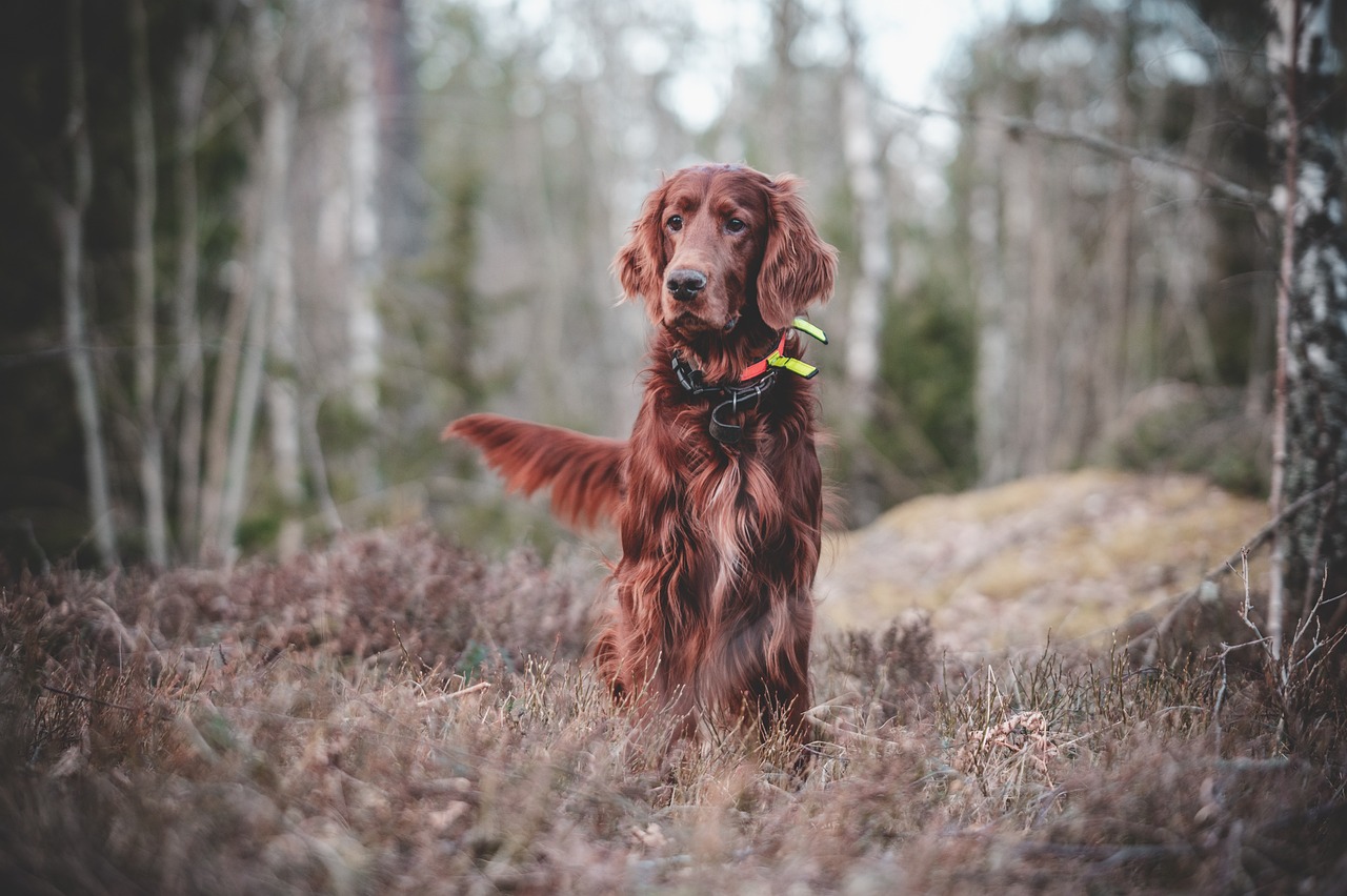 entdecken sie effektive methoden und techniken für die hundeerziehung. verbessern sie das verhalten ihres hundes mit praxisnahen tipps und ratschlägen von experten. ideal für hundebesitzer, die eine starke bindung und gehorsamkeit fördern möchten.