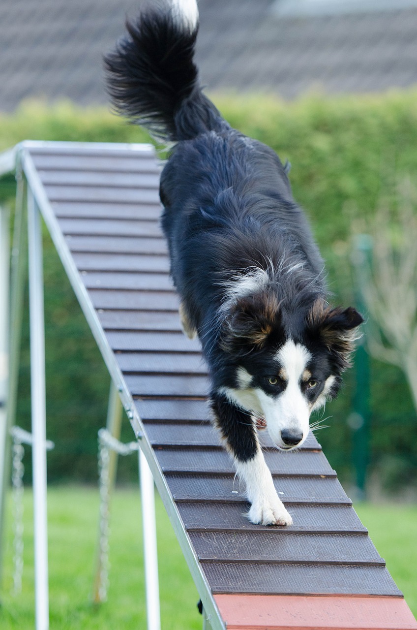 entdecken sie effektive hundetrainingsmethoden, um das verhalten ihres hundes zu verbessern und eine starke bindung aufzubauen. tipps und tricks für alle rassen und altersgruppen.
