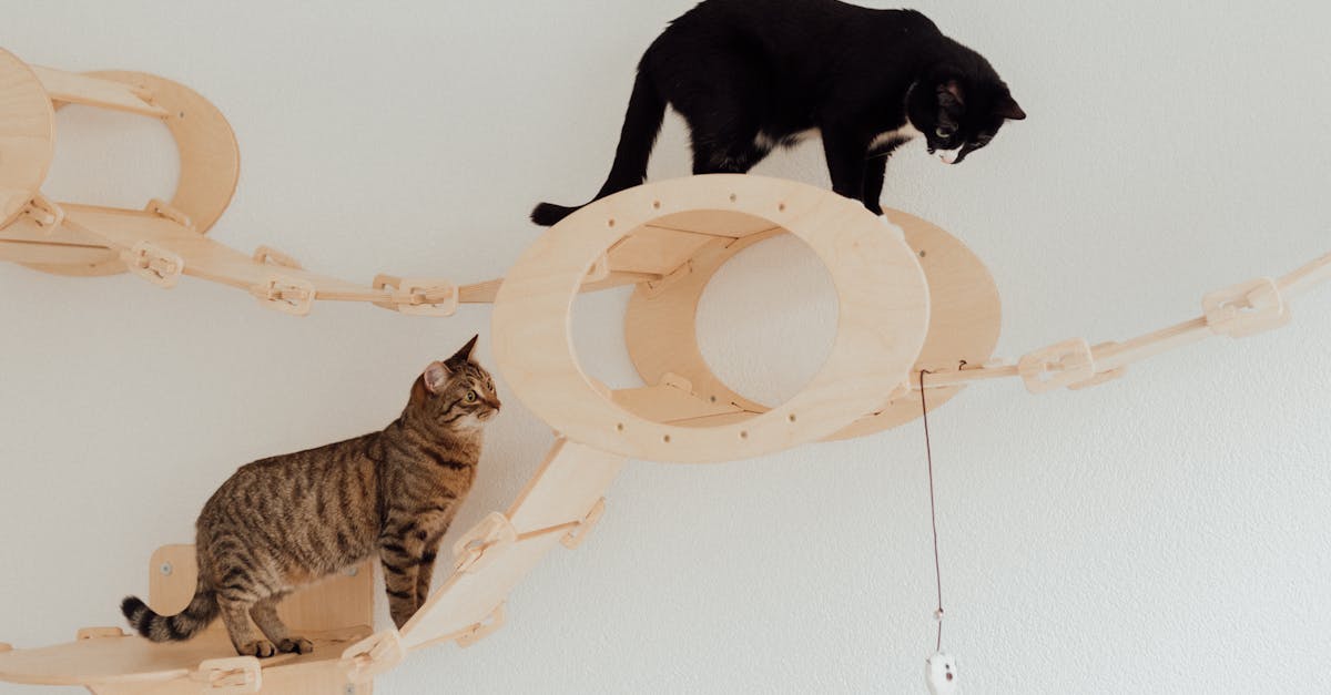 Haustiergesundheit: Tipps für eine optimale Pflege