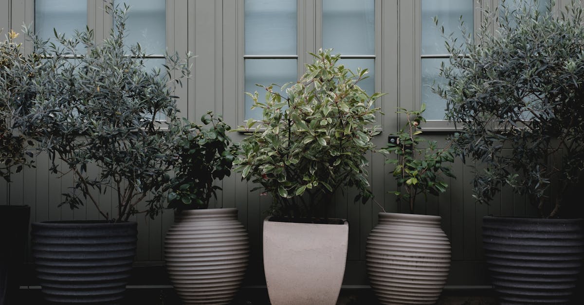 Wie gelingt die Pflanzenpflege für Anfänger ohne viel Aufwand?