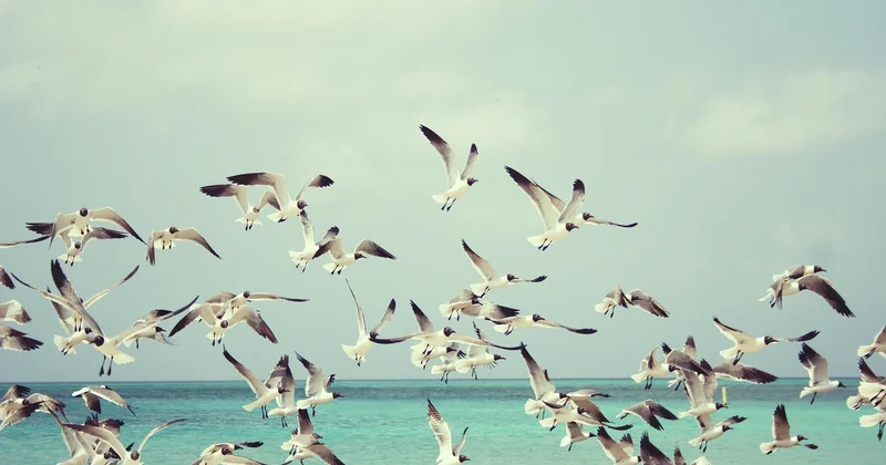 Bonaire, Aruba, Curaçao: der ehrliche Vergleich