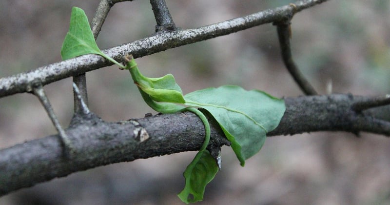 Haiku Aufbau leicht erklärt: So baust du dein Gedicht richtig