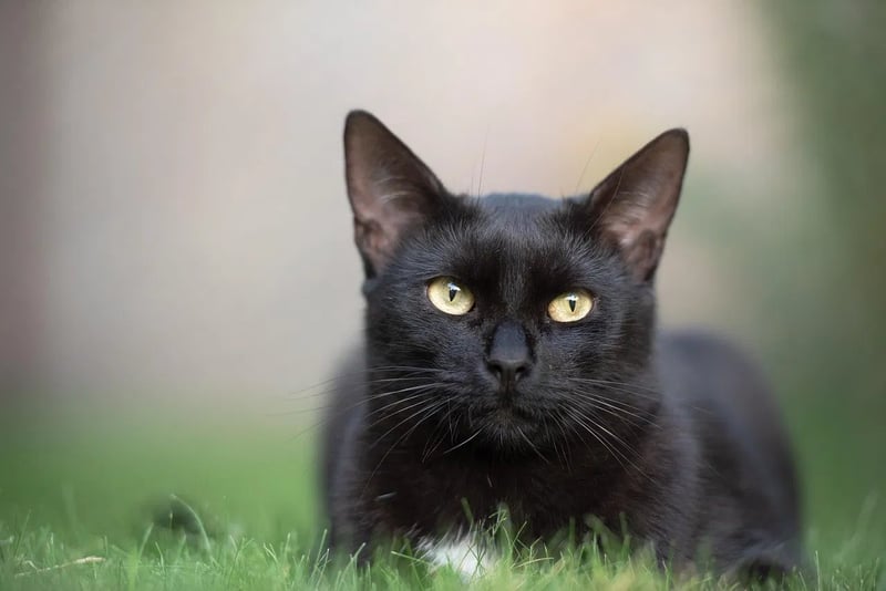 Katzenpflege: Tipps für eine gesunde und glückliche Katze