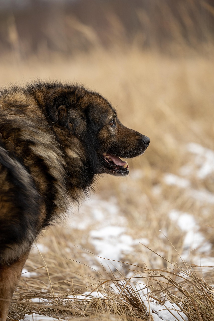 Haustieradoption: Tipps und Vorteile für zukünftige Tierbesitzer