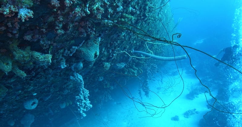 Bonaire Karibik: Die unterschätzte Trauminsel für Taucher