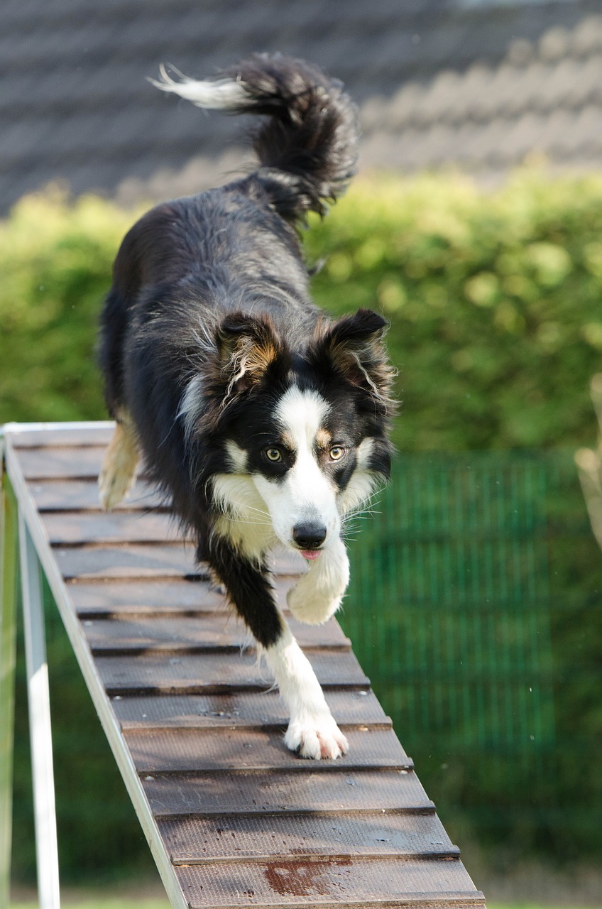 Effektive methoden für hundetraining: tipps und tricks