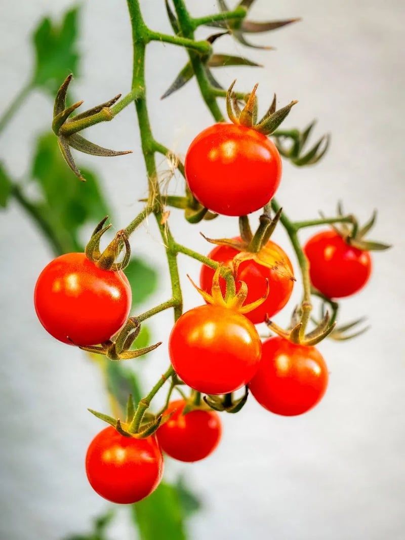 Gartenpflege leicht gemacht: Tipps für ein gesundes Pflanzenwachstum