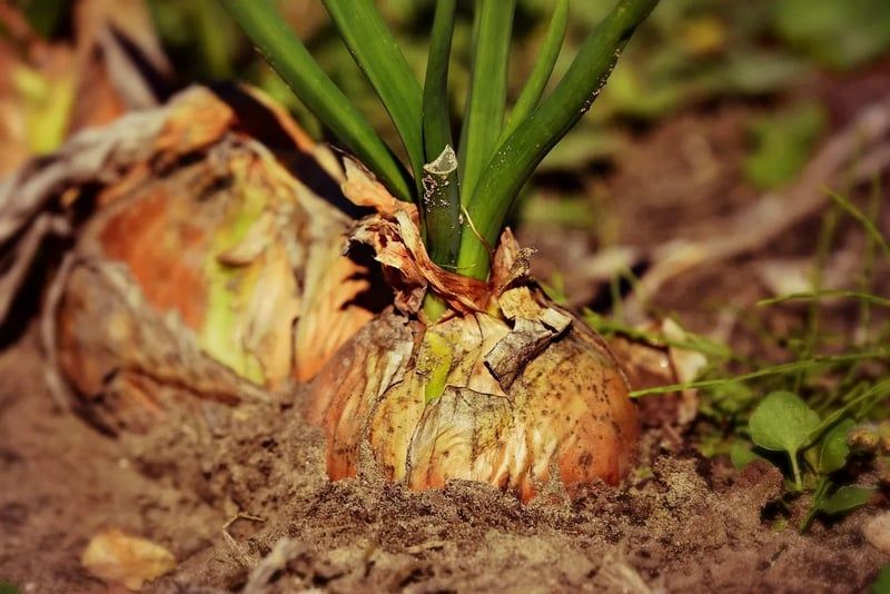Ernährungsumstellung: Tipps für einen gesunden Lebensstil