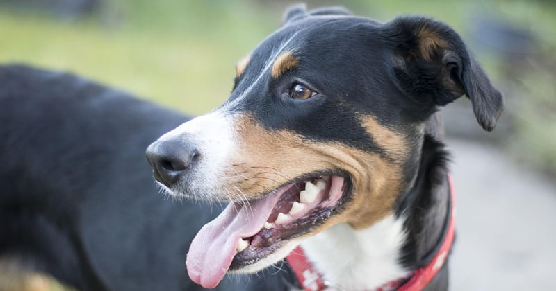 appenzeller sennenhund