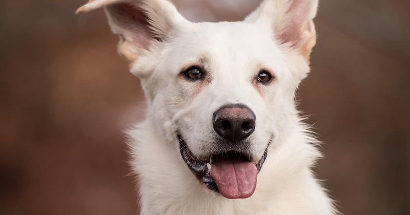 Hütehunde für Schafe: Die besten Herdenschutzhunde im Vergleich