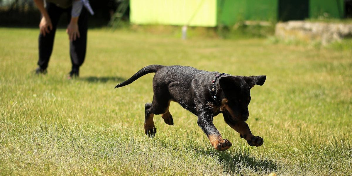 entdecken sie effektive methoden für das hundetraining, um die bindung zu ihrem vierbeiner zu stärken und unerwünschtes verhalten zu korrigieren. lernen sie tipps und techniken von erfahrenen trainern, um eine harmonische beziehung zu ihrem hund aufzubauen.