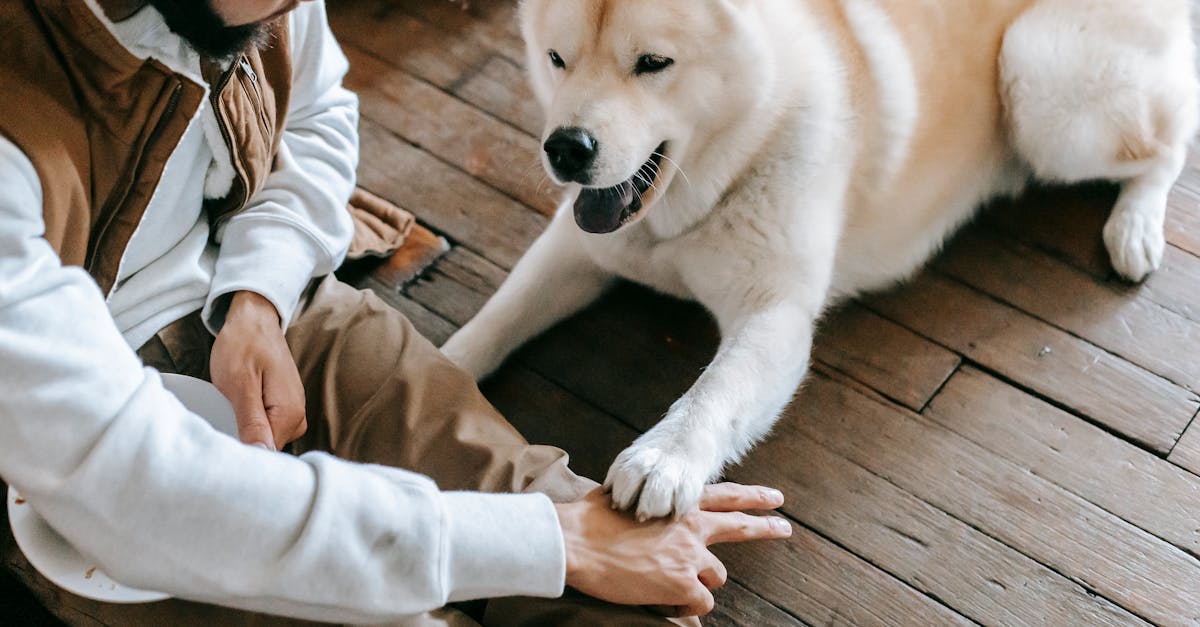 entdecken sie effektive methoden und tipps für das training ihres hundes. verbessern sie das verhalten und die bindung zu ihrem vierbeinigen freund mit unseren bewährten trainingsstrategien.