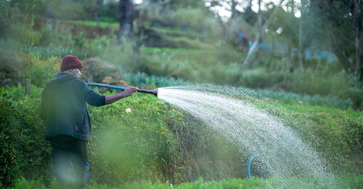 entdecken sie effektive tipps und ratschläge zur pflanzenpflege. lernen sie, wie sie ihre zimmer- und gartenpflanzen gesund und lebendig halten können, von bewässerungstechniken bis hin zu düngemethoden.