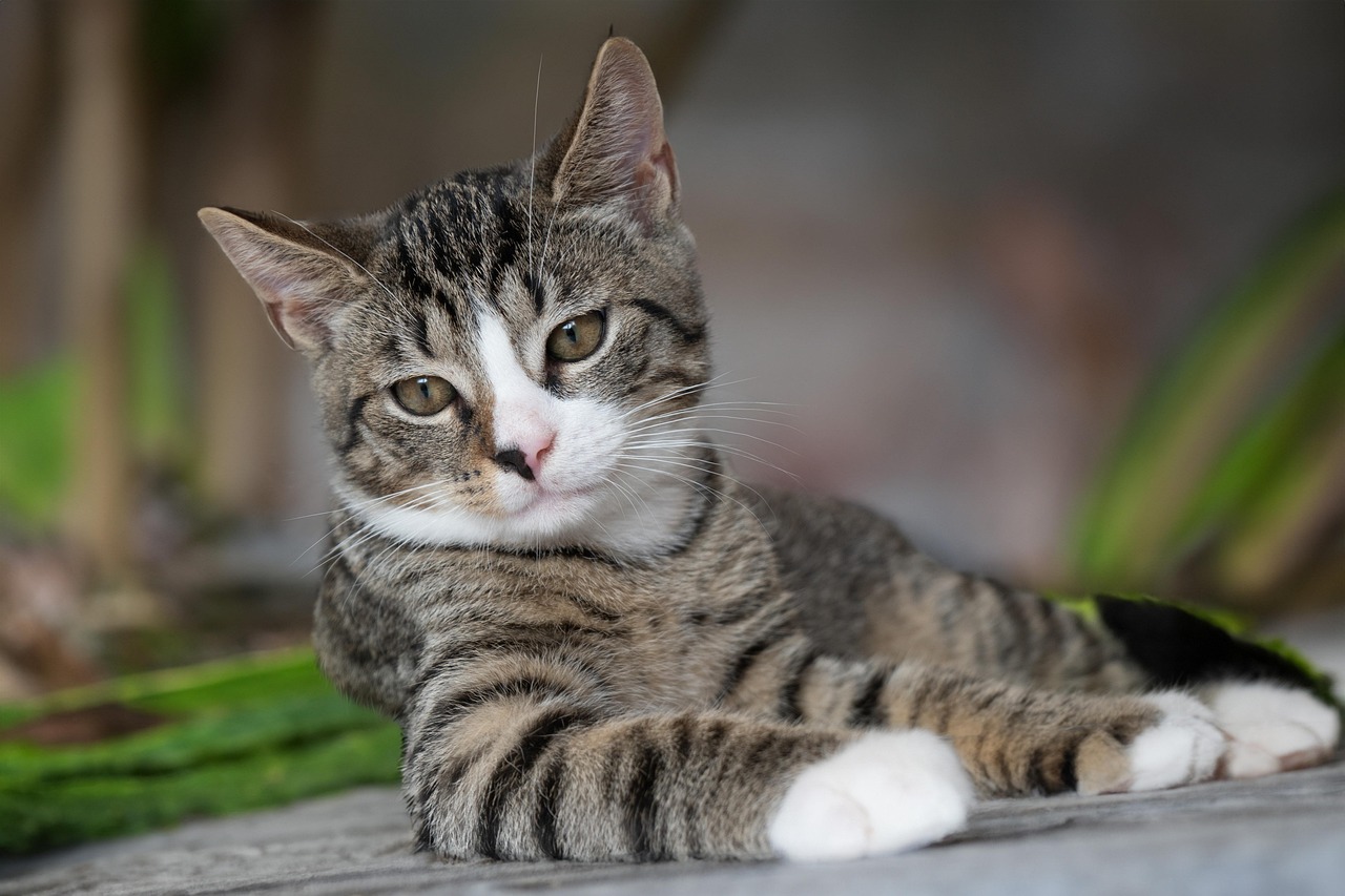 entdecken sie essentielle tipps zur katzenpflege, von der fütterung über hygiene bis hin zur gesundheitsvorsorge. erfahren sie, wie sie das wohlbefinden ihrer katze fördern und eine starke bindung zu ihrem pelzigen freund aufbauen können.