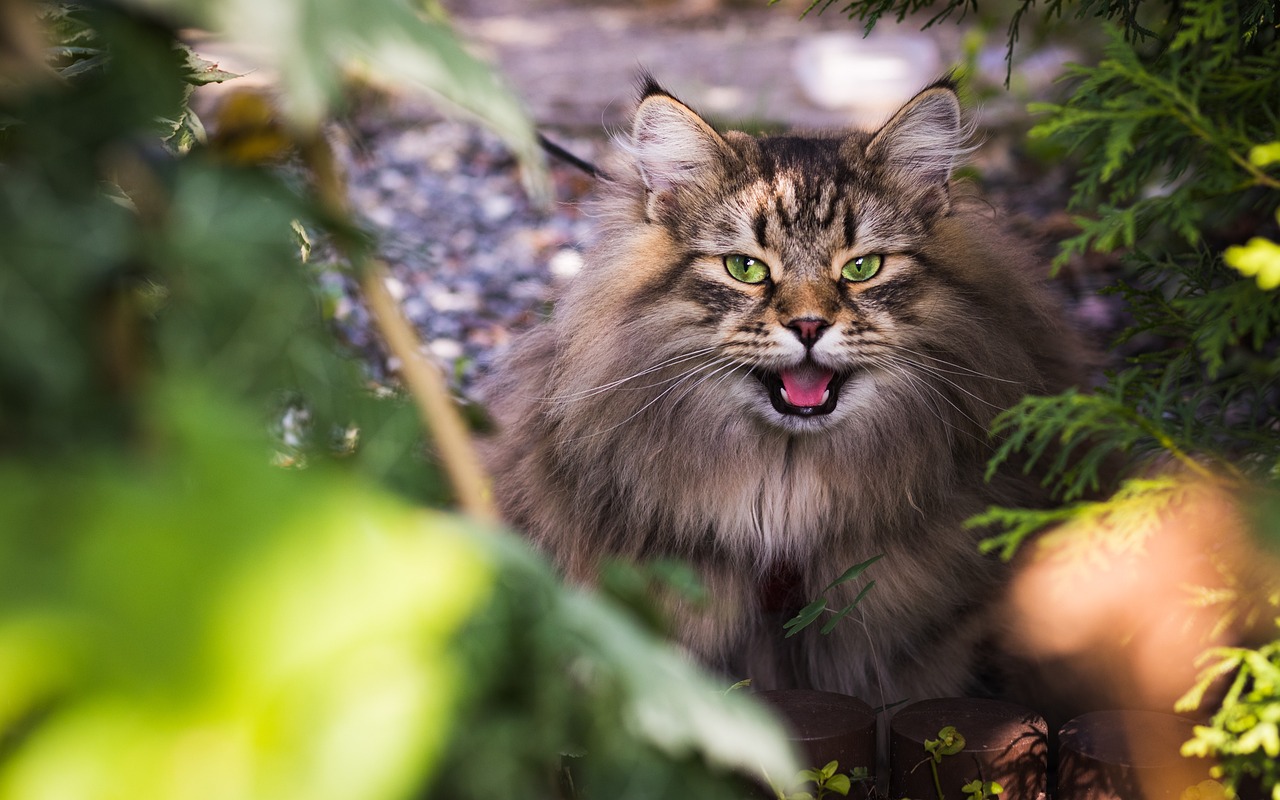 entdecken sie umfassende tipps und ratschläge zur katzenpflege, um das wohlbefinden und die gesundheit ihrer katze zu fördern. von fütterung über hygiene bis hin zu spielideen – alles, was sie wissen müssen, um ihre fellnase glücklich zu machen!