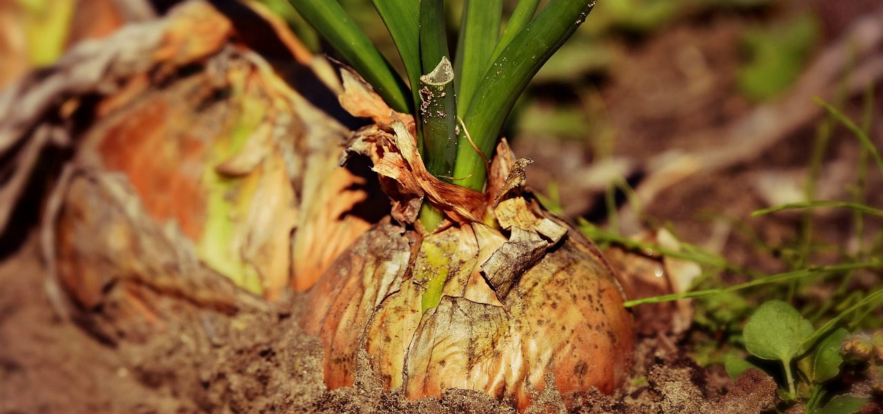 entdecken sie die welt der ernährungswissenschaften! erfahren sie, wie eine ausgewogene ernährung ihre gesundheit verbessert, ihnen mehr energie gibt und ihr wohlbefinden steigert. tipps, rezepte und alles über nährstoffe warten auf sie!