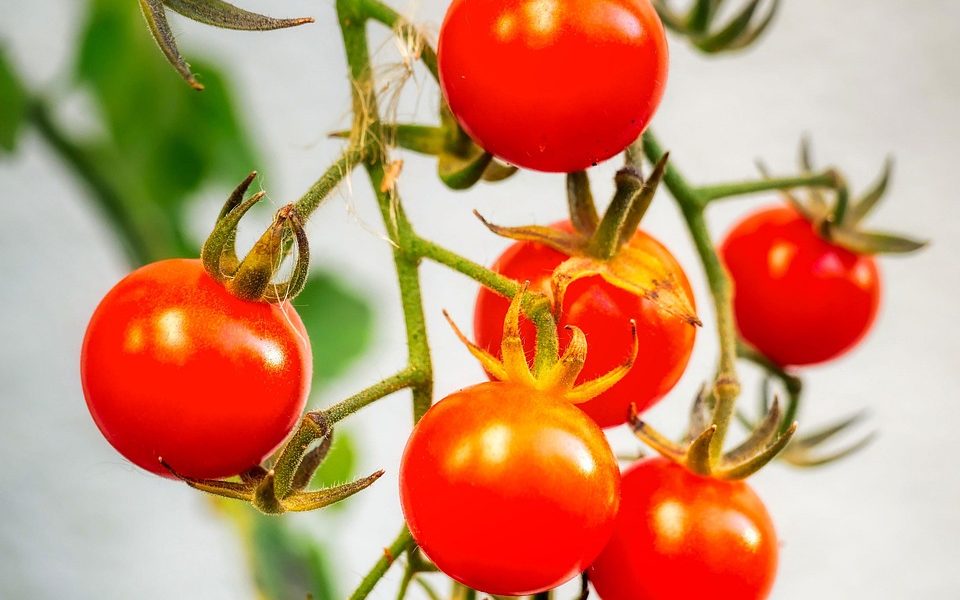 entdecken sie die welt des gärtnerns: tipps, techniken und inspiration für einen blühenden garten. erfahren sie, wie sie pflanzen richtig pflegen und ihre gartenlandschaft zum leben erwecken. perfekt für anfänger und erfahrene gärtner!